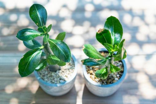 鉢植えのアデニウム 鉢植えのアデニウム アデニウム,植物,多肉植物の写真素材