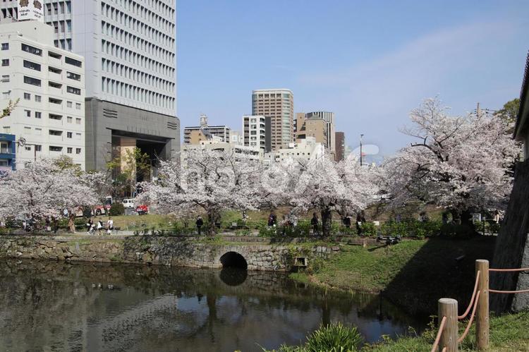 福岡市の舞鶴公園 舞鶴公園,福岡城址,福岡城の写真素材