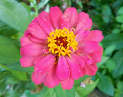 【花の写真】 ヒャクニチソウ（百日草）の写真