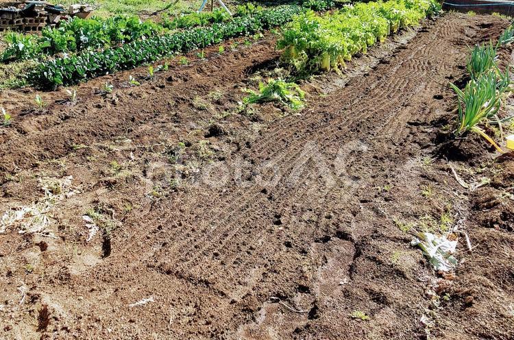 野菜畑(コピースペース) 野菜畑,野菜,栽培の写真素材