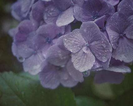 紫陽花と雨 紫陽花と雨の写真
