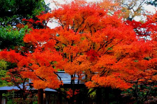 紅葉 藤田記念庭園 紅葉 藤田記念庭園 の写真
