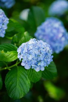 紫陽花 紫陽花の写真