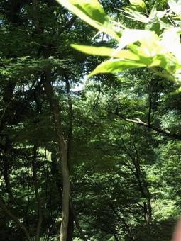 新緑 新緑の写真