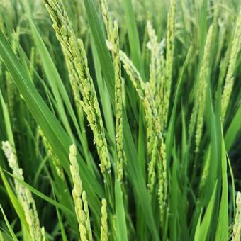 稲穂 稲穂の写真