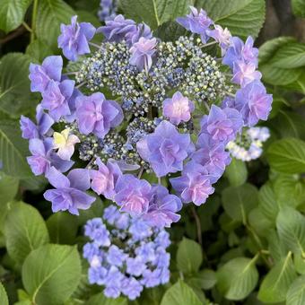 あじさい あじさい あじさい,自然,花の写真素材