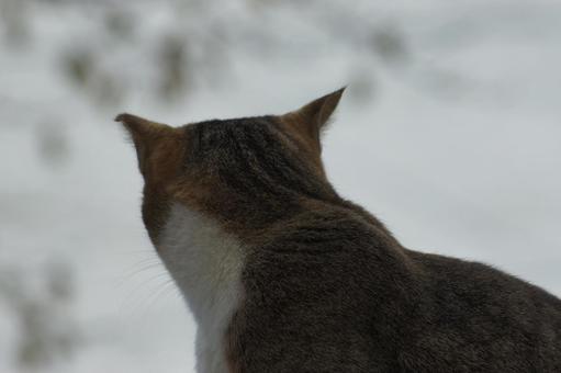 ねこ ねこの写真