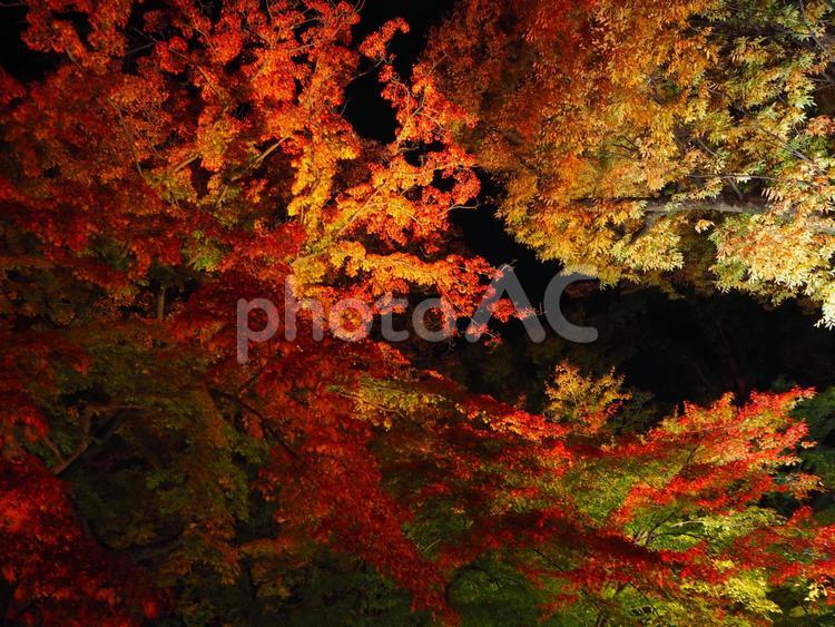 北野天満宮の紅葉ライトアップ 紅葉,ライトアップ,北野天満宮の写真素材