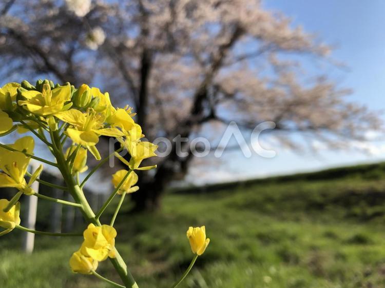 菜の花（桜並木を背景に） 春,菜の花,桜の写真素材