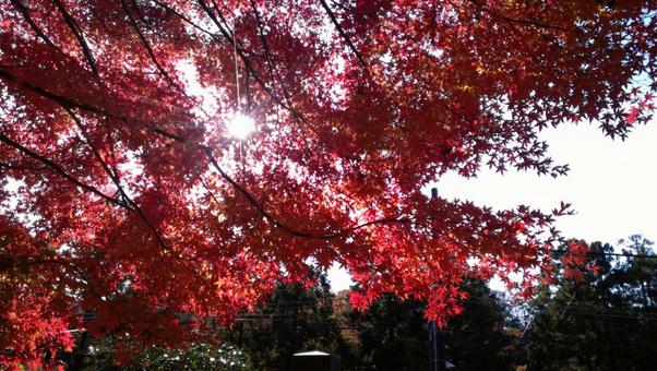 紅葉 紅葉の写真