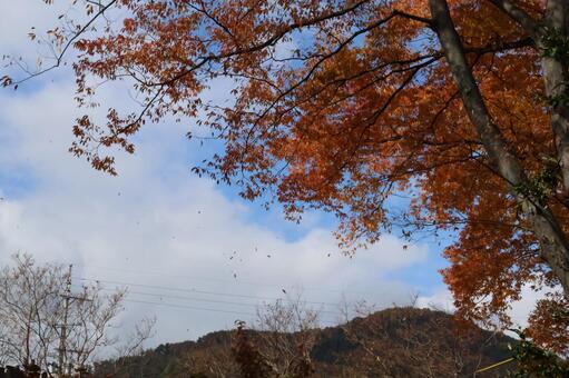 風になびく紅葉 紅葉,自然,風景の写真素材