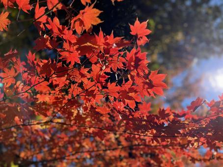 紅葉 紅葉,もみじ,秋の写真素材