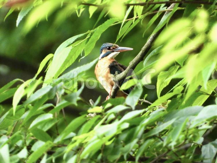 枝の上にとまるカワセミ 鳥,野鳥,カワセミの写真素材