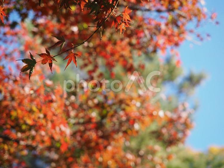 もみじ　秋のイメージ 秋イメージ,紅葉,もみじの写真素材