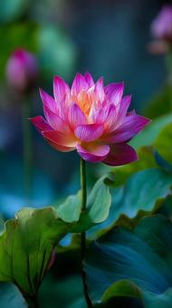 鮮やかな緑の葉の中に咲く蓮のつぼみ 鮮やかな緑の葉の中に咲く蓮のつぼみの写真