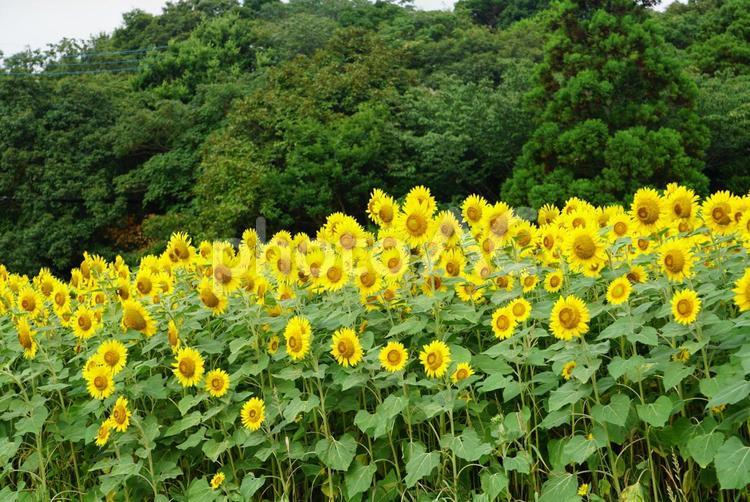 ひまわり畑の風景 ヒマワリ,ひまわり,花の写真素材