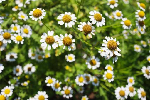 カモミール アジア,花,カモミールの写真素材
