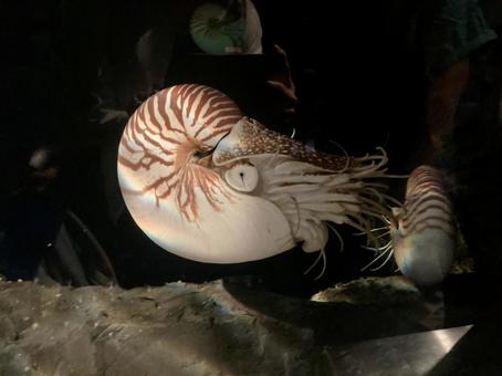 オウムガイ オウムガイの写真