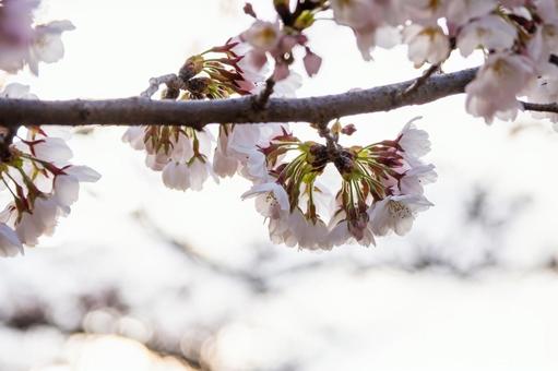 榴岡公園の桜⒃ 榴岡公園の桜⒃の写真