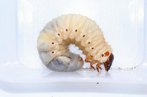 カブトムシ　幼虫　丸々 カブトムシ,カブトムシの幼虫,幼虫の写真素材