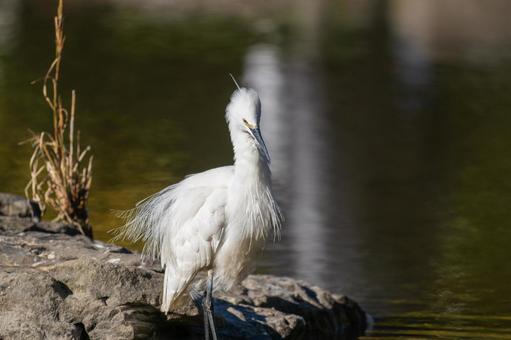 水辺のコサギ コサギ,鳥,野鳥の写真素材