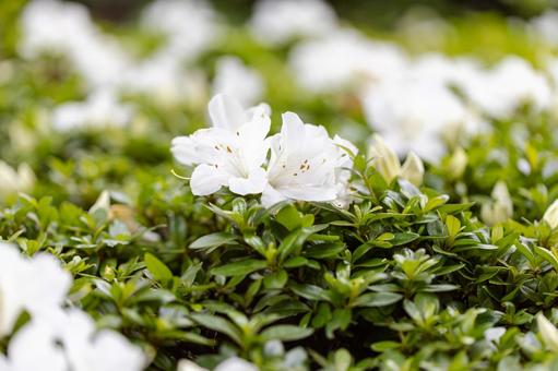 ツツジ ツツジの写真