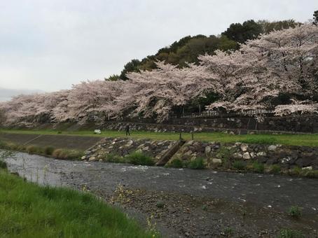満開の桜 満開の桜の写真