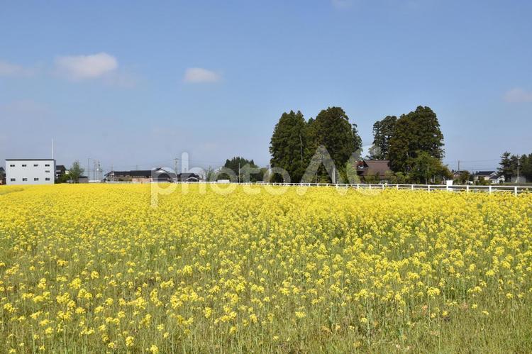 一面が菜の花の黄色に染まる場所 菜の花,菜の花畑,黄色の写真素材