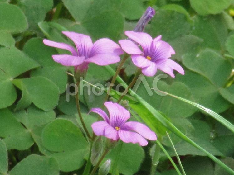 公園の片隅で咲いていたハナカタバミ ハナカタバミ,草花,ピンク色の花の写真素材