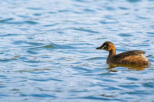 池を泳ぐカイツブリ・コピースペース 池を泳ぐカイツブリ・コピースペースの写真