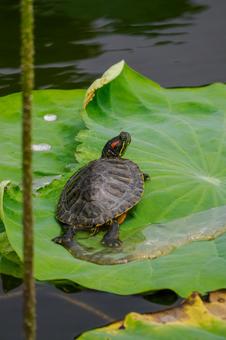 Photo, turtle, mississippi red turtle, green turtle, 