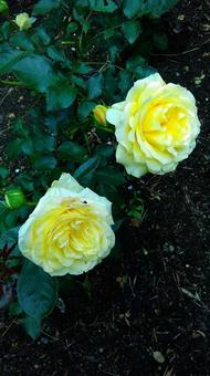 薔薇 薔薇の写真