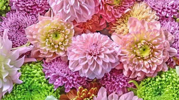 花手水11 花手水,手水,ダリヤの写真素材