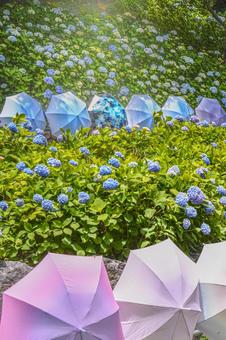 紫陽花 紫陽花の写真