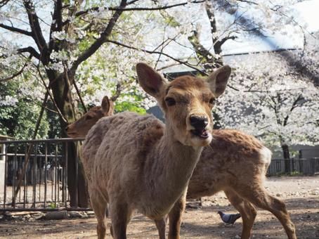 鹿モグモグ 鹿,動物,三嶋大社の写真素材