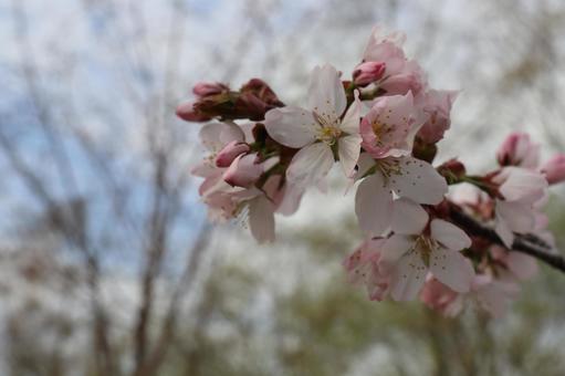 Photo, flower, trees, wood, 