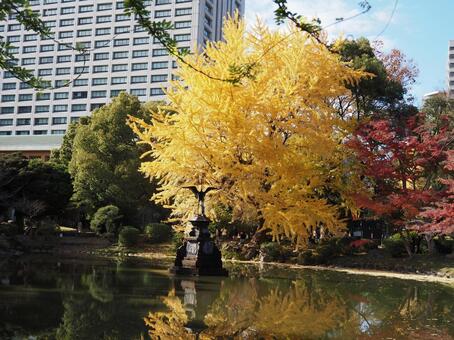 雲形池の秋 雲形池,日比谷公園,秋の写真素材