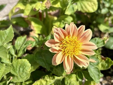 ダリア(テンジクボタン)のピンクの花 ダリア(テンジクボタン)のピンクの花 ダリア,テンジクボタン,花の写真素材