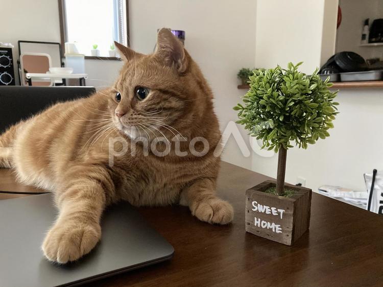 机の上に乗る猫 机の上,乗る,猫の写真素材