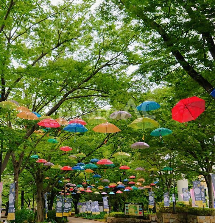 色とりどりの傘 傘,木,公園の写真素材