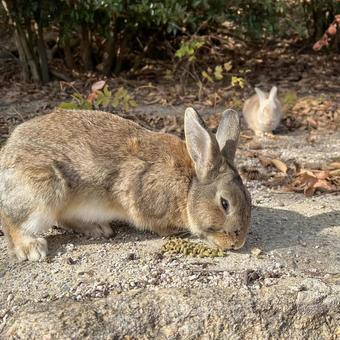 rabbit, JPG