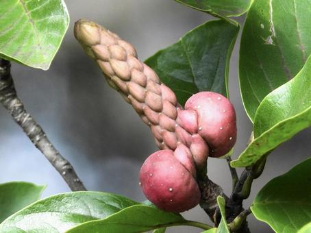 実のなる木 実のなる木 植物,実,川辺の写真素材