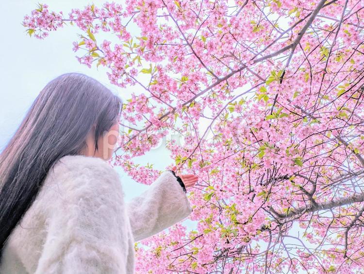 旅立ちの日に　桜満開２ 桜,女性,若い女性の写真素材
