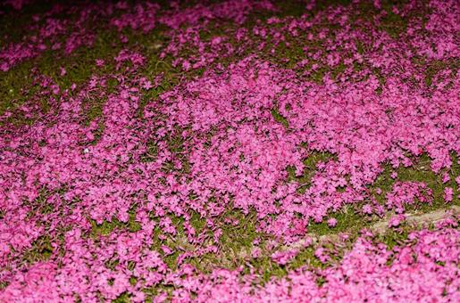 ライトアップされた芝桜 シバザクラ,芝桜,花の写真素材