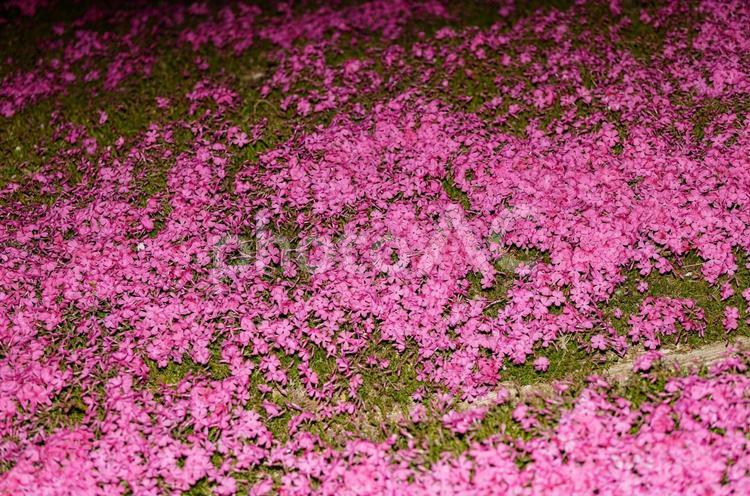 ライトアップされた芝桜 シバザクラ,芝桜,花の写真素材