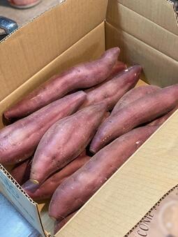 紅あずま（さつまいも） さつまいも,紅あずま,芋の写真素材