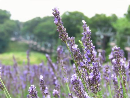 ラベンダー(グロッソ)の花畑2 ラベンダー(グロッソ)の花畑2の写真