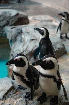 ペンギン ペンギンの写真