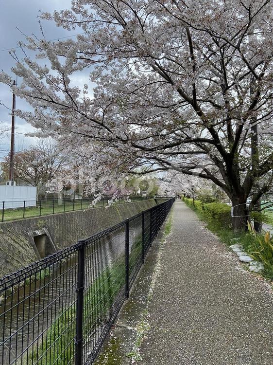 桜並木 さくら,桜,ピンク色の写真素材