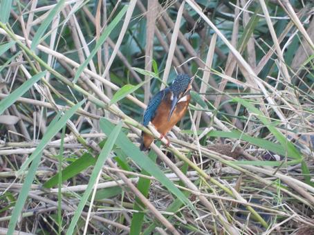 細い茎にとまり川の魚を狙うカワセミ 細い茎にとまり川の魚を狙うカワセミの写真
